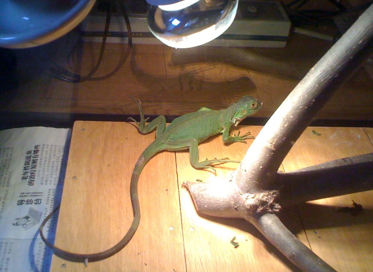 Basking beneath the heat lamp