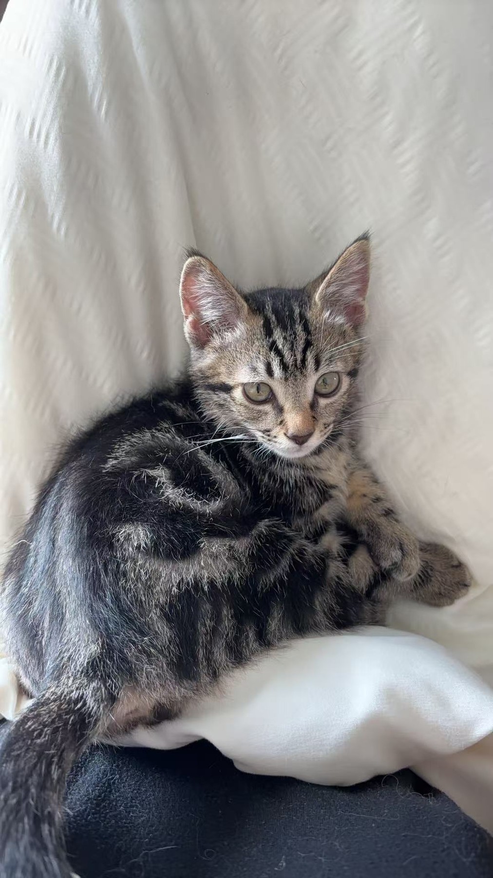Curled up in the softest corner
