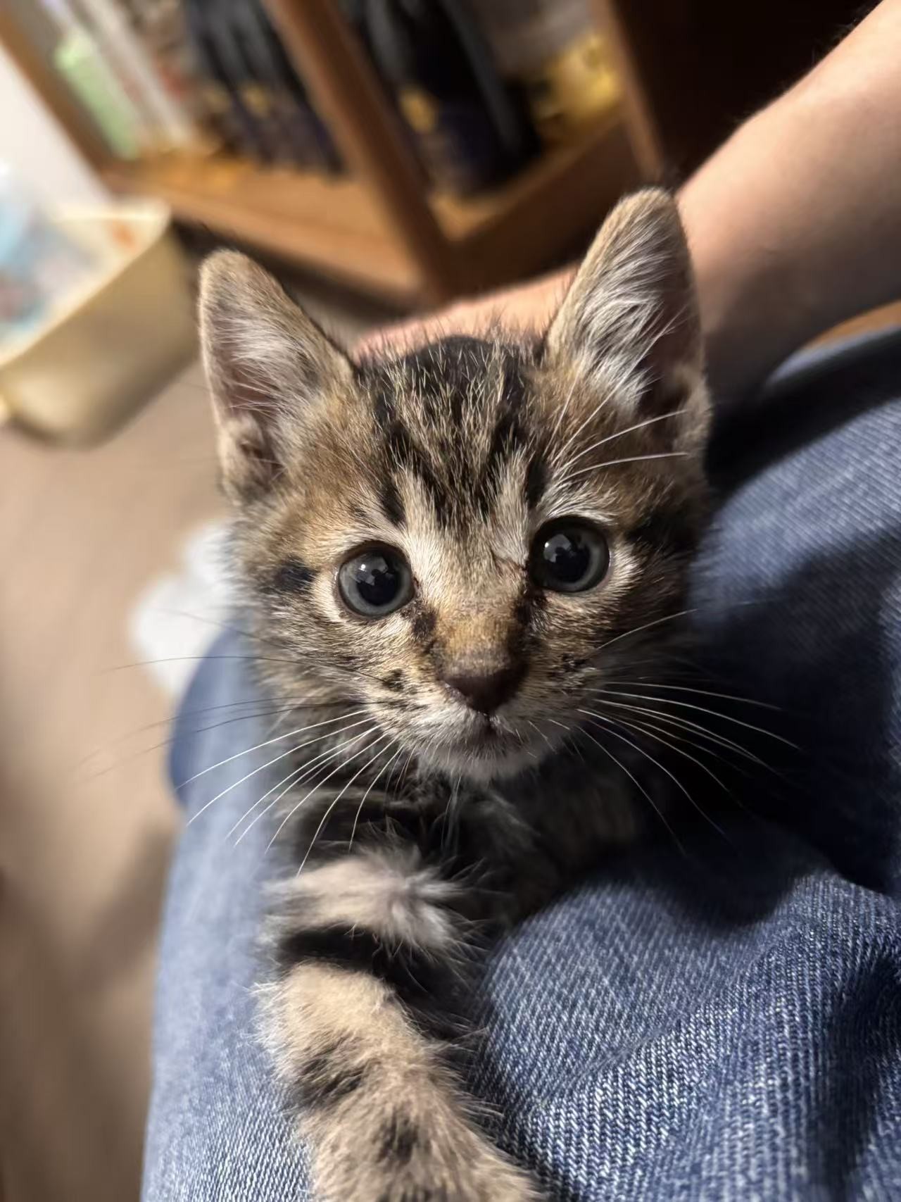 Small enough to fit in a lap