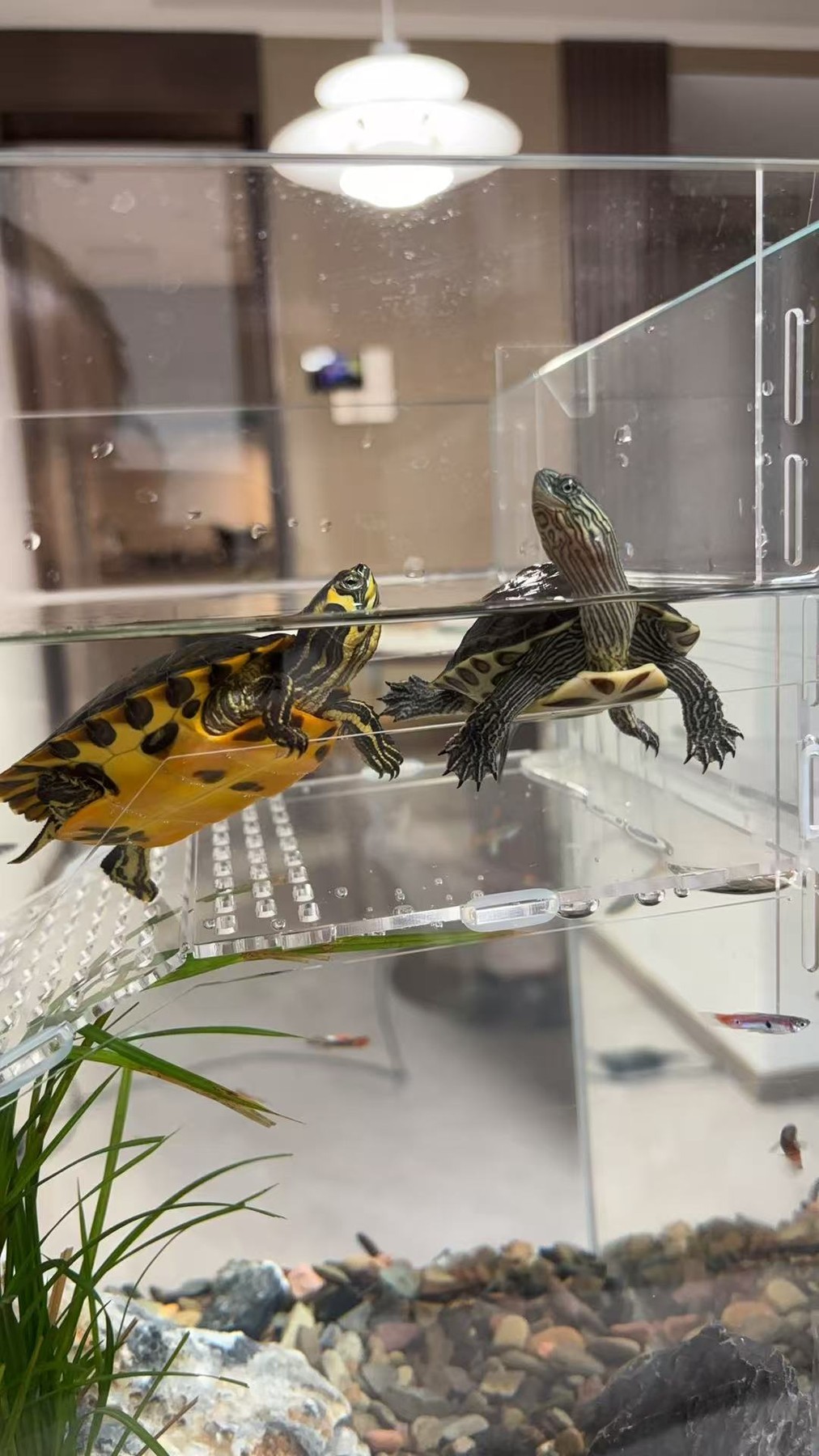 Sharing the basking platform